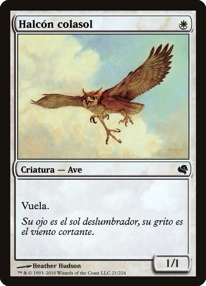 Suntail Hawk (Spanish) - "Halcon colasol"