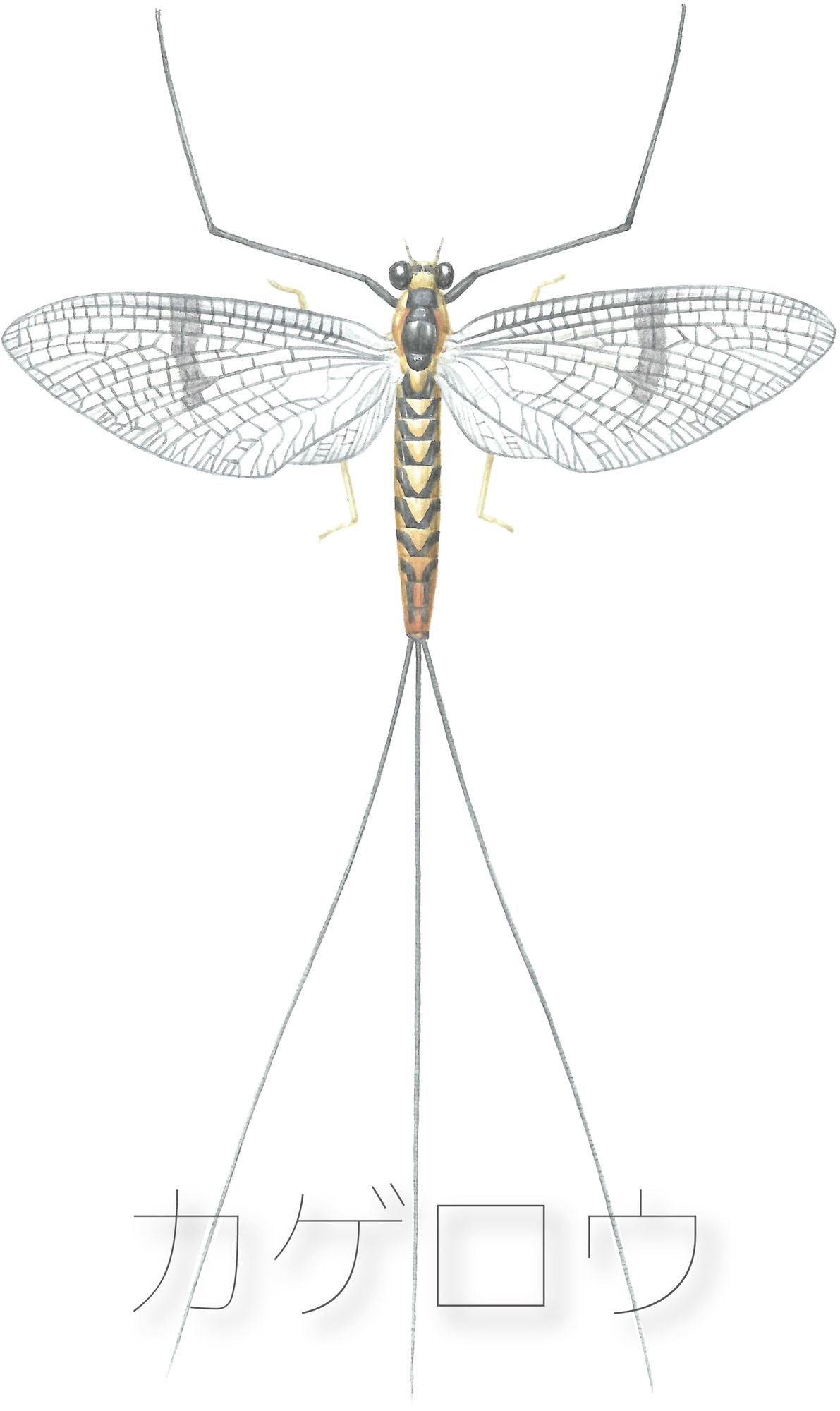 カゲロウ (Mayfly)